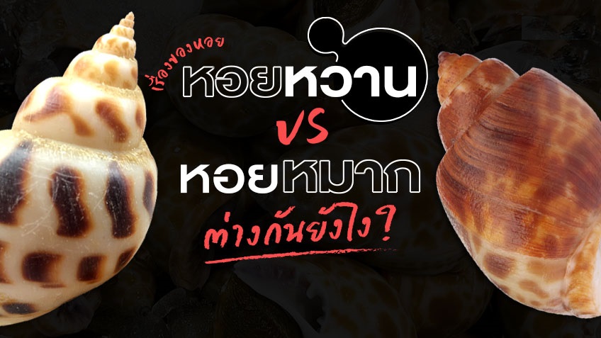 หอยหวาน กับ หอยหมาก แตกต่างกันอย่างไร ?