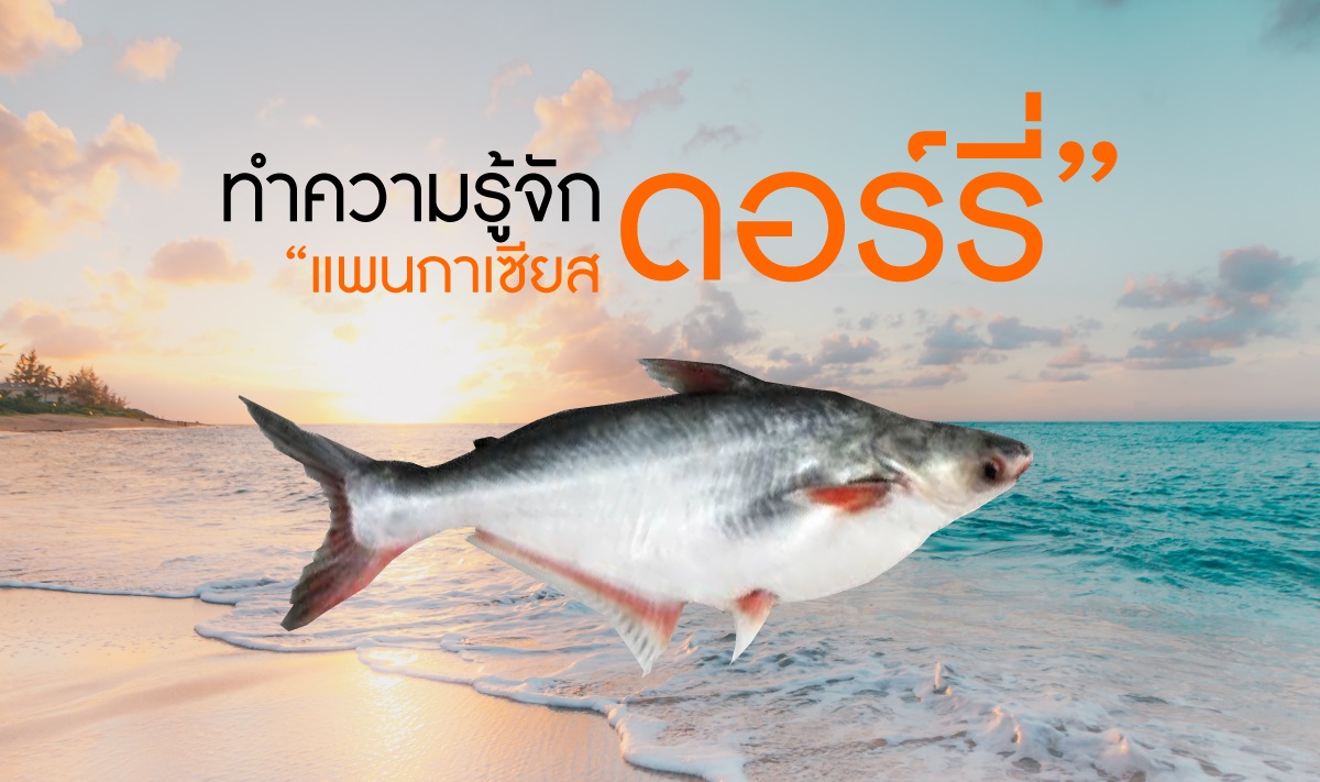 ทำความรู้จัก “แพนกาเซียสดอร์รี่” ปลาดีมีคุณค่าทางโภชนะ