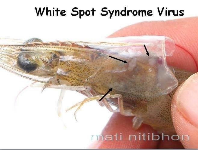 โรคกุ้งตัวแดงดวงขาว (White spot disease; WSD)