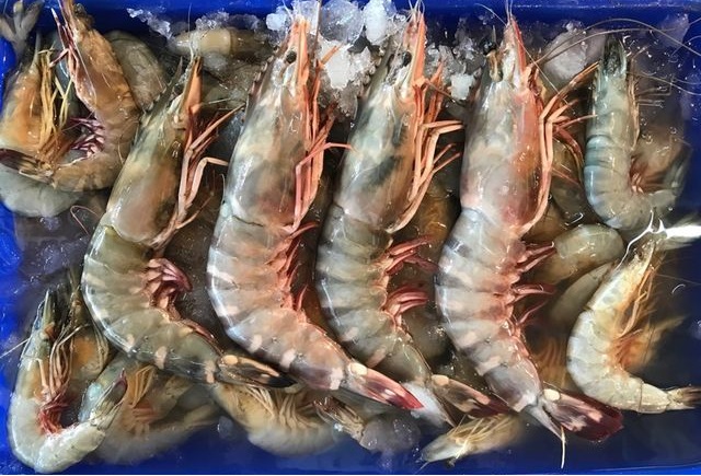 กุ้งม้าลาย
